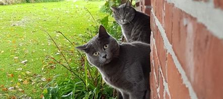 Chili und Pepper