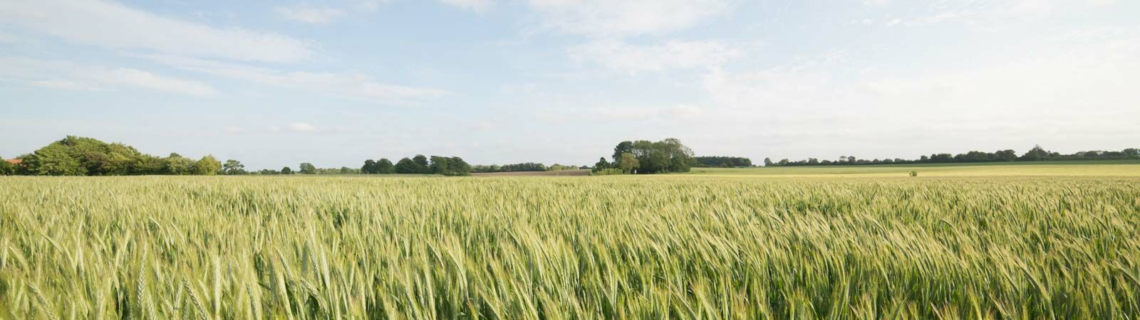 Feld bei Gelting