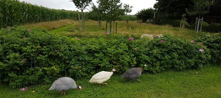 Perlhühner zu Besuch
