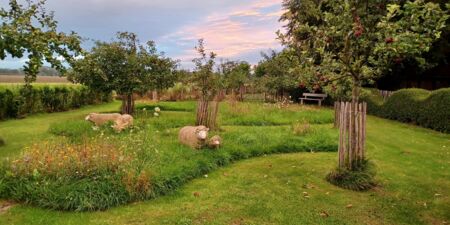 Garten mit neuem Holzdeck